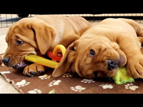 THE CUTEST PUPPY PLAYDATE!