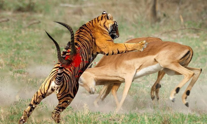 Tiger Ambush Impala - Amazing Animals Fight In The Wild - Tiger Hunting - Animals Attack