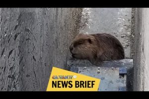 Trapped beaver rescued at work site