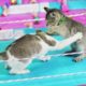 world first cat toy wrestling full matches | extreme animal fights