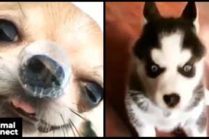 Cute baby animals Videos Compilation cutest moment of the animals - Cutest Puppies #4