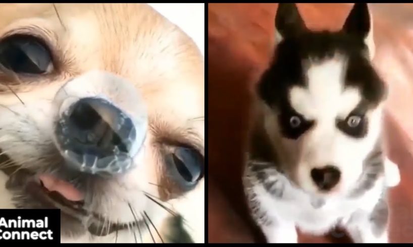 Cute baby animals Videos Compilation cutest moment of the animals - Cutest Puppies #4