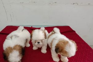 Cute puppies