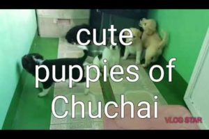 Cute Puppies of Chucahi Berneese