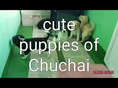 Cute Puppies of Chucahi Berneese