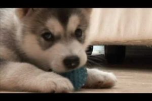 Cutest Puppy Ever - Alaskan Malamute playing with, and feeding from mummy Malamute