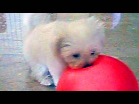 Cutest puppy ever has a ball! The Daily Squeak