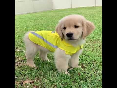 Funniest Puppies Compilation, ? Cute Puppies, ? Funny Dog Fails - Part #1