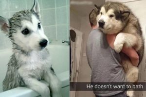 Incredible Puppy Husky and Siberian Malamute First Bath & Cutest Puppy Howls [HD]