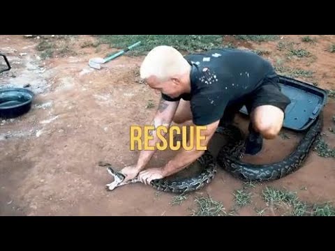 RESCUING A WILD PYTHON FROM THE OASIS ???|| DEAN SCHNEIDER INSTAGRAM UPDATE ???