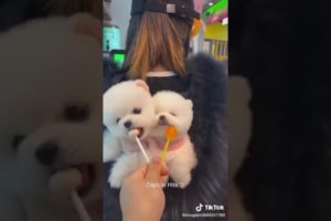 Really cute puppies