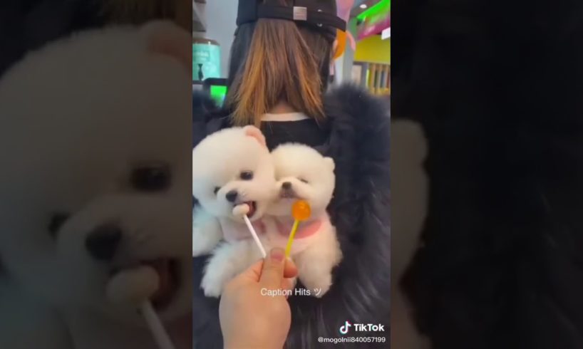 Really cute puppies