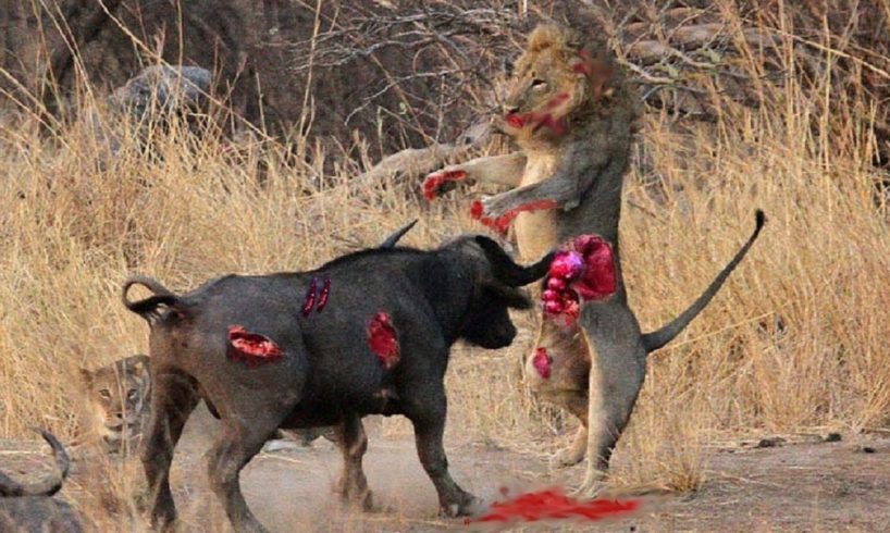 Lion vs Buffalo - Most Amazing Moments Of Wild Animal Fights! Wild Discovery Animals #5