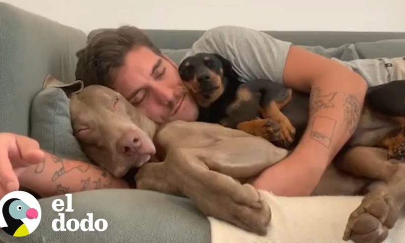 Perritos no pueden separarse de su papá | El Dodo