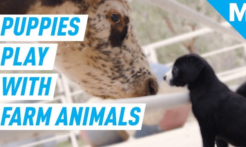 These Puppies Playing With Farm Animals Are Beyond Adorable | Mashable