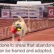 2016 Brazil Open Tennis Tournament Uses "Ball Dogs" to Promote Animal Adoption