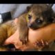 CUTEST Exotic Pets You Can Legally Own