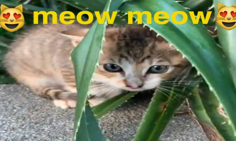 Cute cat video (cutest kitten on the beach)