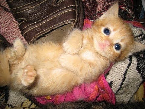 Cutest Cat in the world  - Adorable  Munchkin KIttens  Videos Compilation