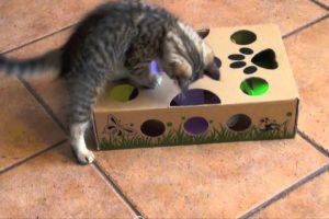 Cutest kitten ever playing with CatAmazing - best cat toy ever!