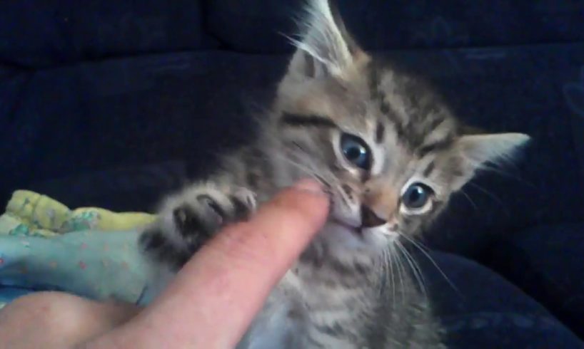 Cutest kitten playing with my hand