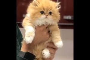 Day 1 (May 5, 2020) - Is this the Cutest Kitten you've ever seen?