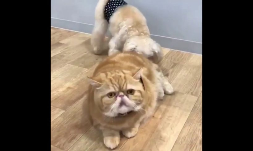 Exotic Shorthair Cat Playing With Other Animals.