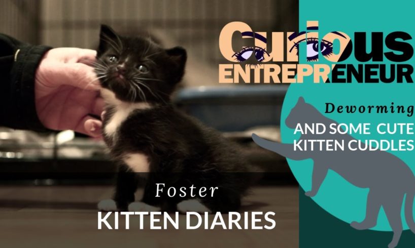 Foster Kittens' Diaries - Day 3 - some cutest kitten cuddles and deworming troubles