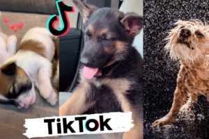 Funny Dogs of TikTok ~ Try Not To Laugh ~ Cutest Puppies TIK TOK