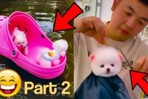 Funny puppies | Cute puppy videos compilation | teacup pomeranian puppies part-2