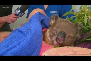 Must-see koala rescue reunion