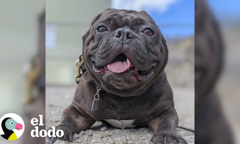 Pepinillo, la perrita sin orejas más feliz del mundo | El Dodo