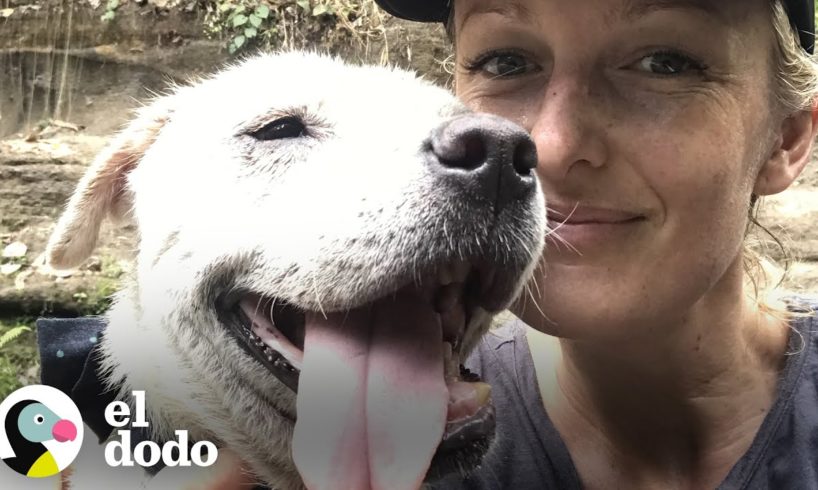 Perro abandonado se transforma en un guapo cachorro I El Dodo