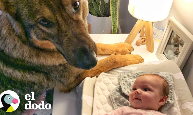 Perro policía conoce a su nueva hermanita I El Dodo