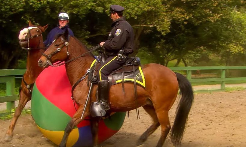 Police Horse Training | Extraordinary Animals | BBC Earth