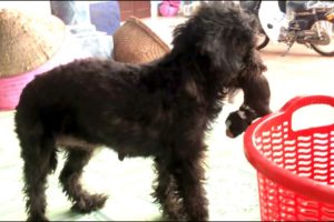 Poodle Mother Dog  Watching Over Newborn Puppies - cutest puppies