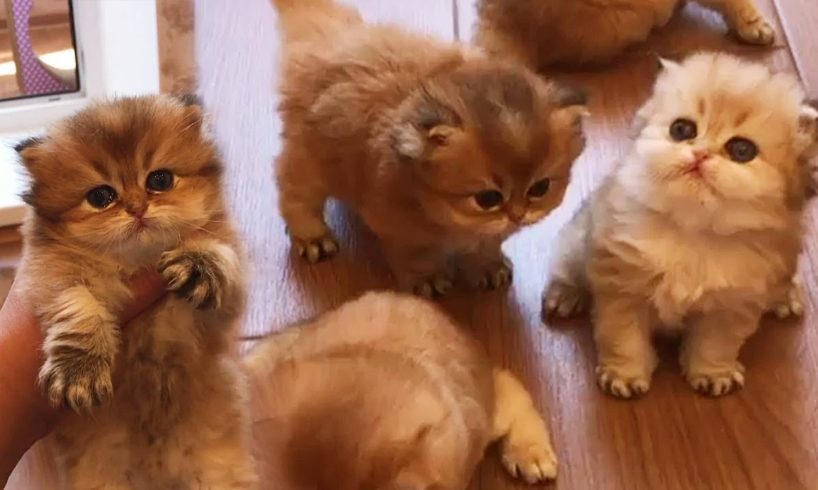 The Cutest British Shorthair Golden Kittens