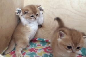 The Cutest Kittens Will Make Your Day Brighter