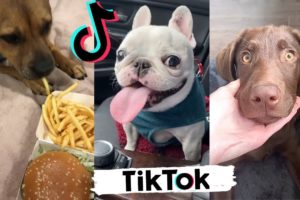 TikToks That Make You Laugh ~ Funny DOGS of TIK TOK ~ Cutest Puppies