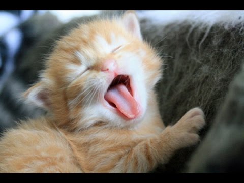 Top 10 Kitten Yawns - Cutest Kittens - Lovely Cat Videos - Cat Fails - 2015