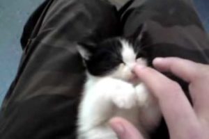 cutest kitten ever falling asleep