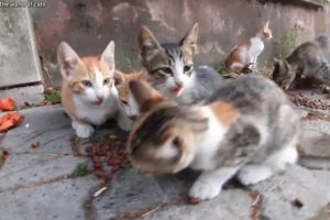 5 Cute kittens and their sweet mother. (Cute Kittens)