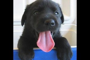 Cutest puppy EVER (Black Lab)