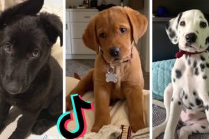 Dogs Doing Funny Things Tik Tok ~ Cutest Puppies TIKTOK Compilation  ~ Fluppy ~ 2020