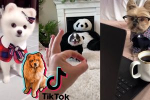 Dogs of TikTok ~ Funniest Compilation of Cutest Puppies on TIK TOK