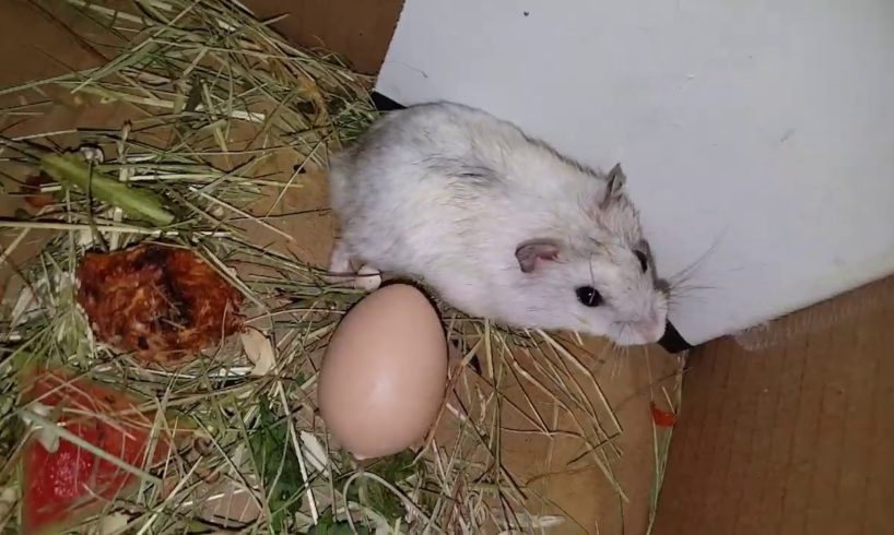 ? Hamsters Playing Together ? Cute And Funny Moments Of The Animals 3