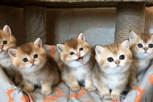 The Cutest Kittens Will Warm Your Heart