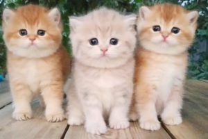 Three little Teddy kittens |  Cutest Baby British kittens