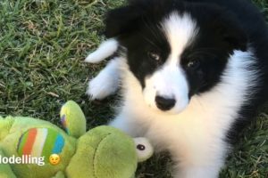 We Got A Dog! Border Collie Puppy.The CUTEST Puppies // 8-13 weeks