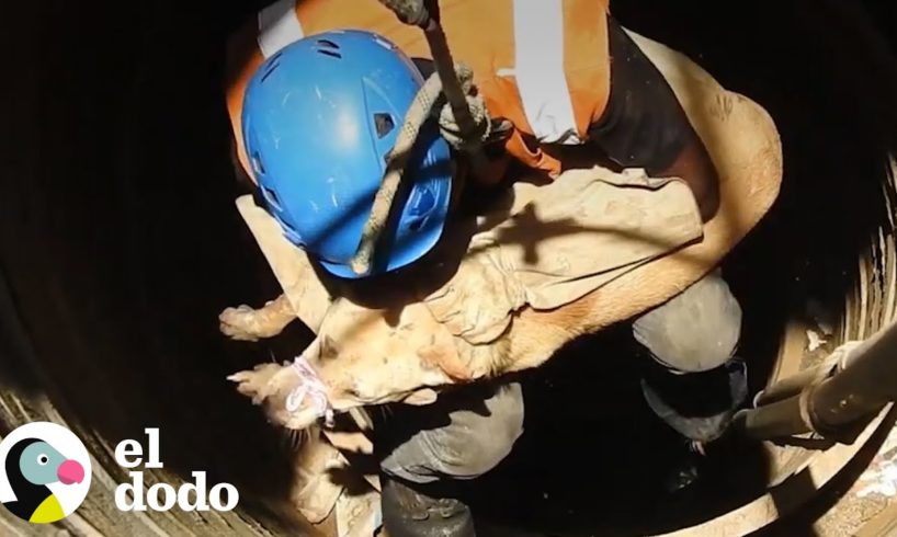 Perro está aliviado cuando vienen a rescatarlo de un pozo | El Dodo